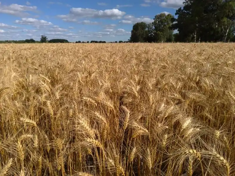 La encrucijada del trigo y el drama de la cosecha en la región núcleo