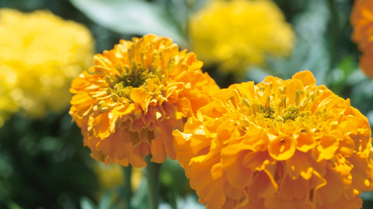 Se trata de unas flores con una estética similar a las margaritas y que son empleadas para decorar borduras en los caminos y jardines