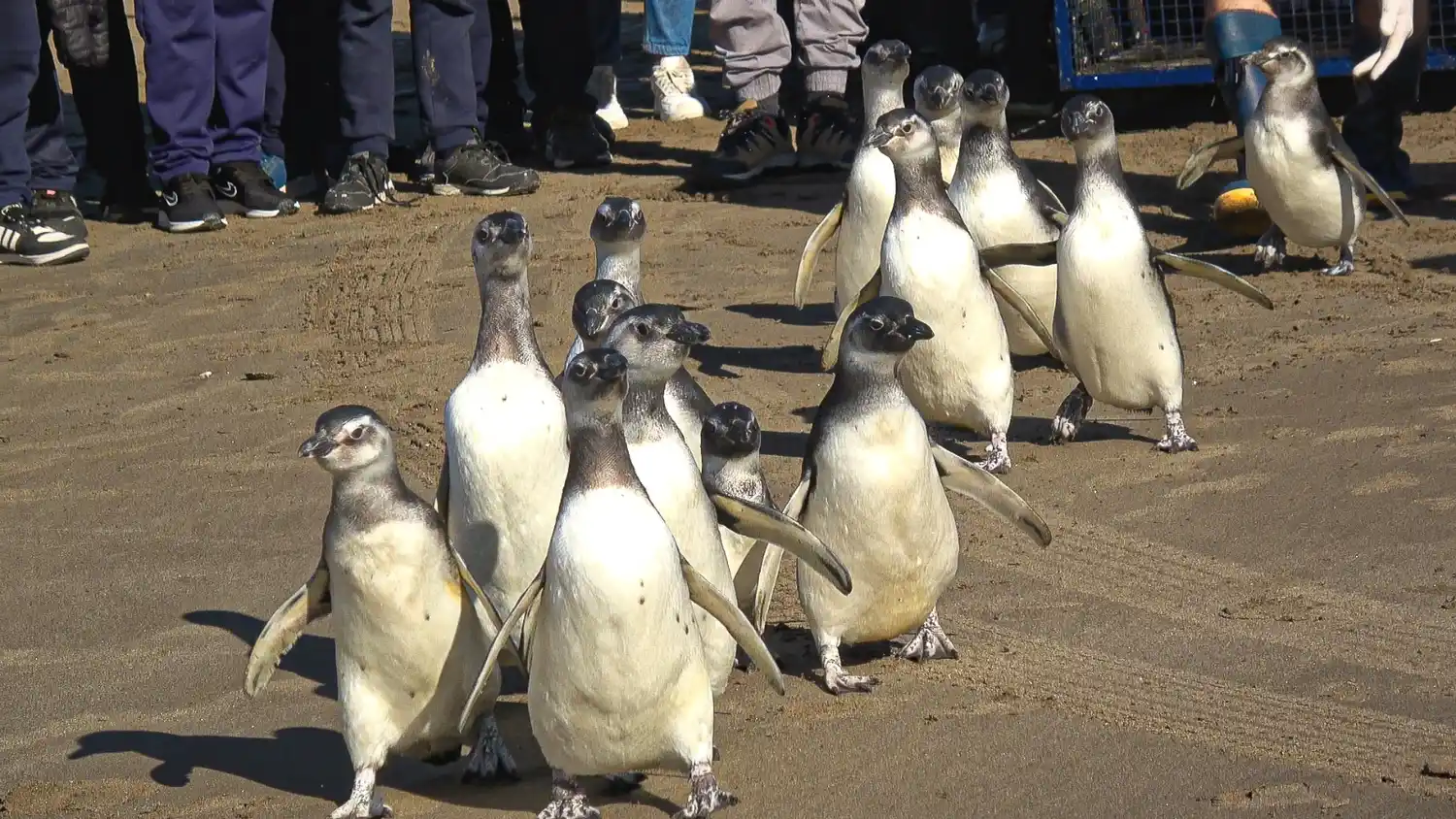 Las aves marinas fueron devueltas al mar