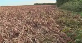 Temporal del viernes: La peor parte se la llevó el maíz que estaba a punto para cosechar