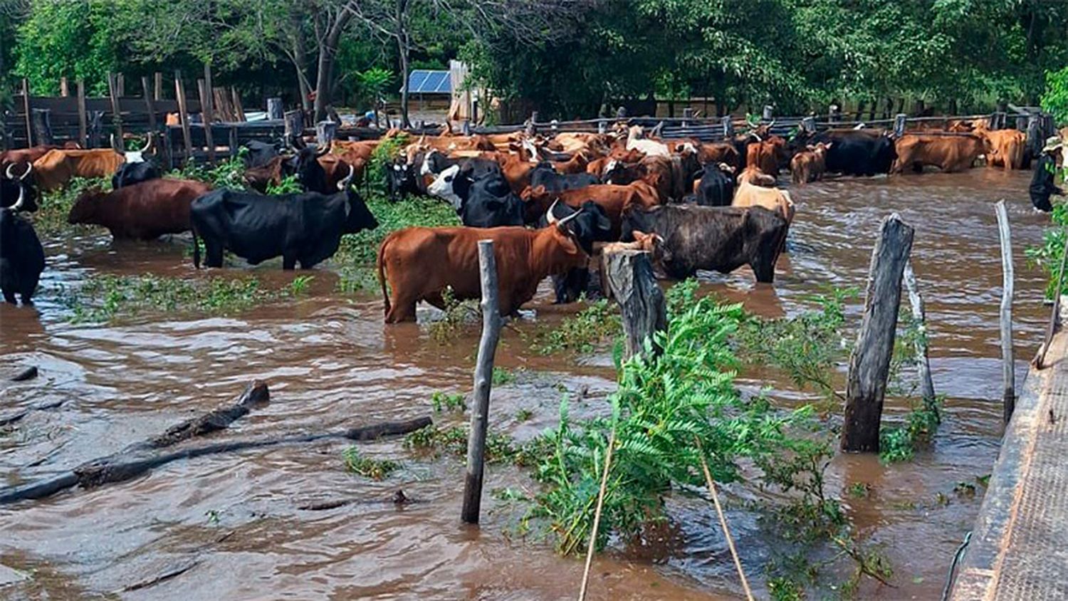 Creciente del Paraná: son más de 5 millones de cabezas afectadas en 6 provincias