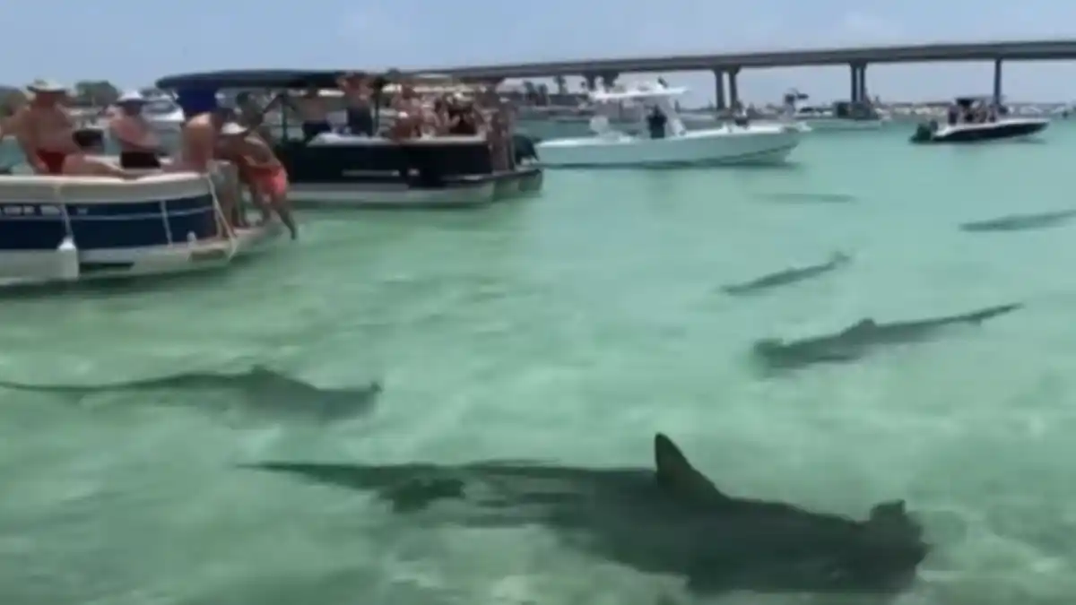 Adolescente fue mordido por un tiburón durante entrenamiento en Florida