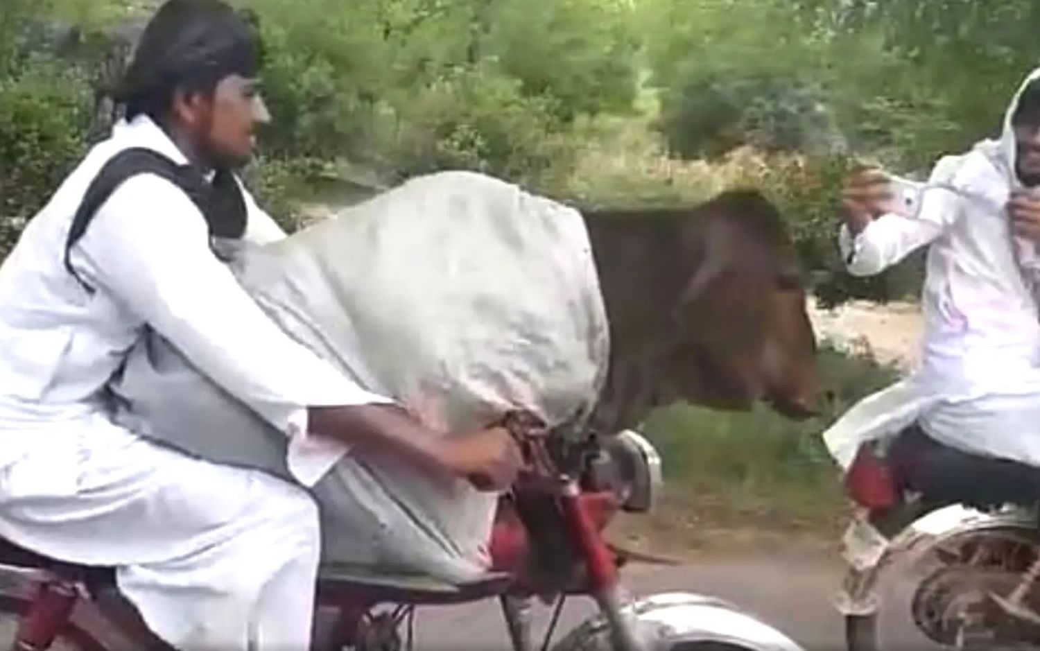 Una vaca en moto, el viral que sorprende a todos 