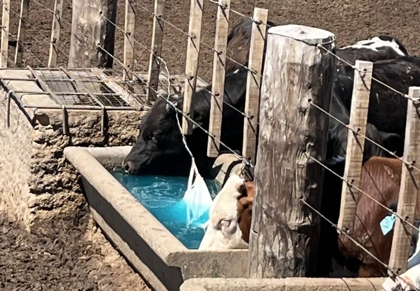 ¿Bebidas energizantes para los animales?