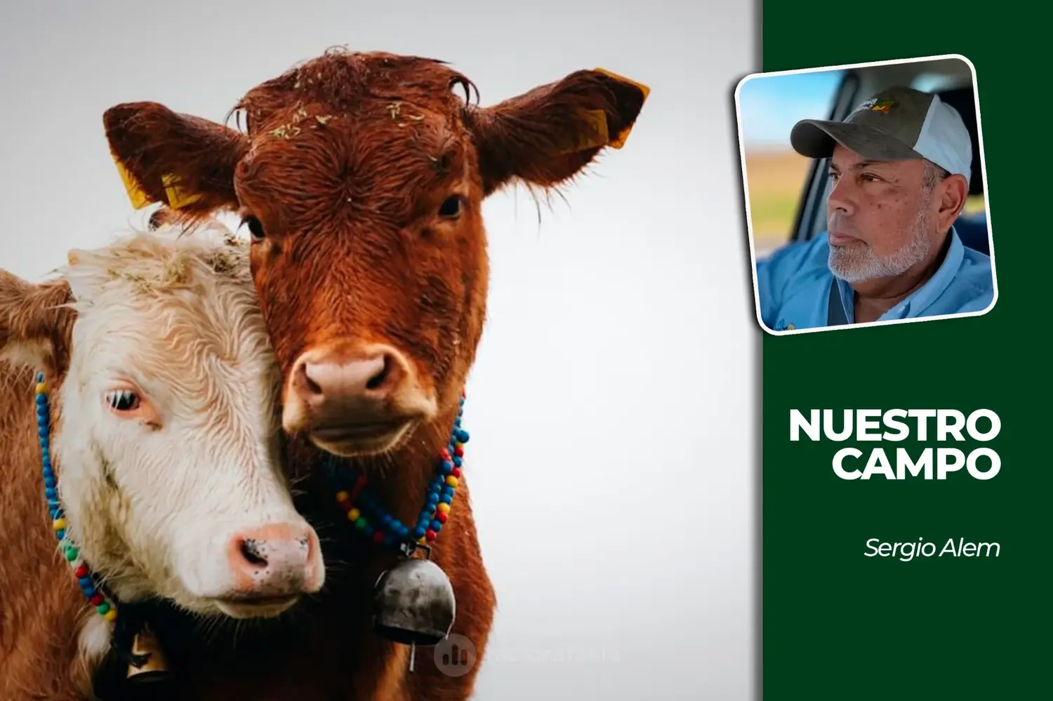Cañuelas recibió 3.398 animales y la soja cotizó a 540.000 pesos por tonelada