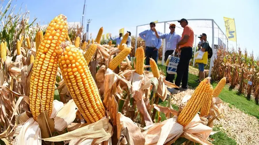 Agricultura estimó una cosecha récord de trigo de 22,1 millones de toneladas