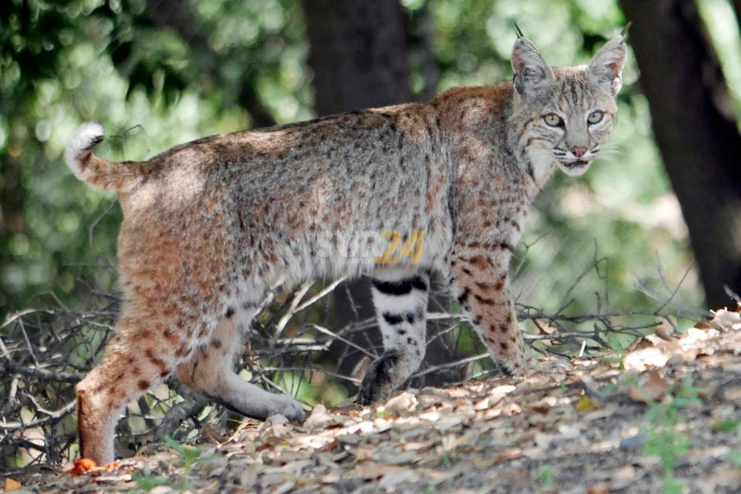 Sorpresa: encontraron sin vida a un gato montés en el sur provincial