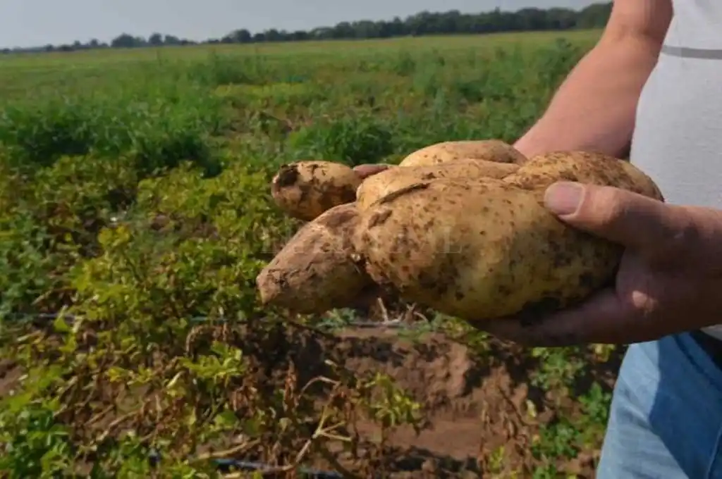 La Federación Nacional de Productores desmiente desabastecimiento de papas