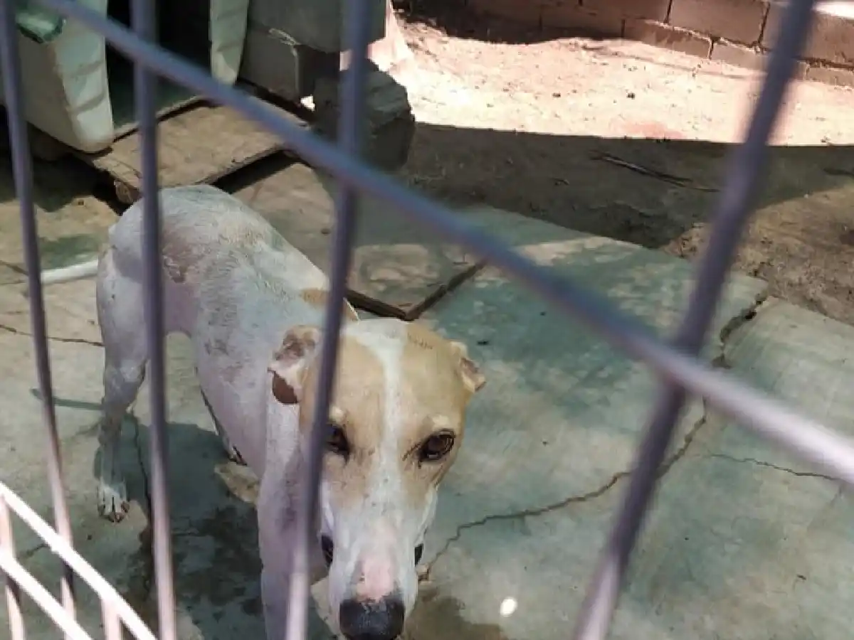 La Sociedad Protectora de Animales recaudó $5.000