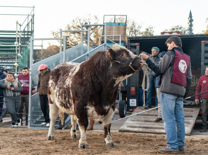 "Mercosur", el toro Shorton perteneciente a la cabaña Santa Cecilia (Trenque Lauquen)