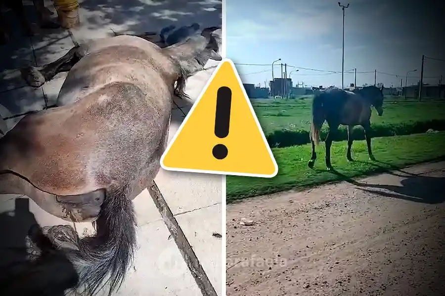 En Rafaela hay un caso sospechoso de encefalomielitis equina