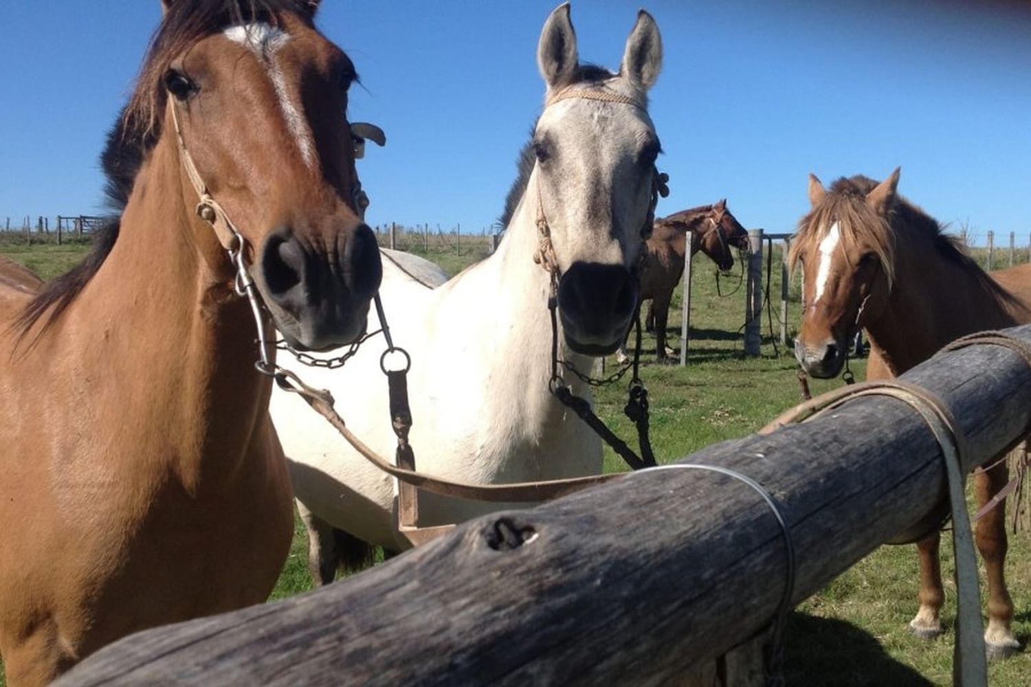 Caballos que habian sido secuestrados por el municipio fueron liberados por desconocidos