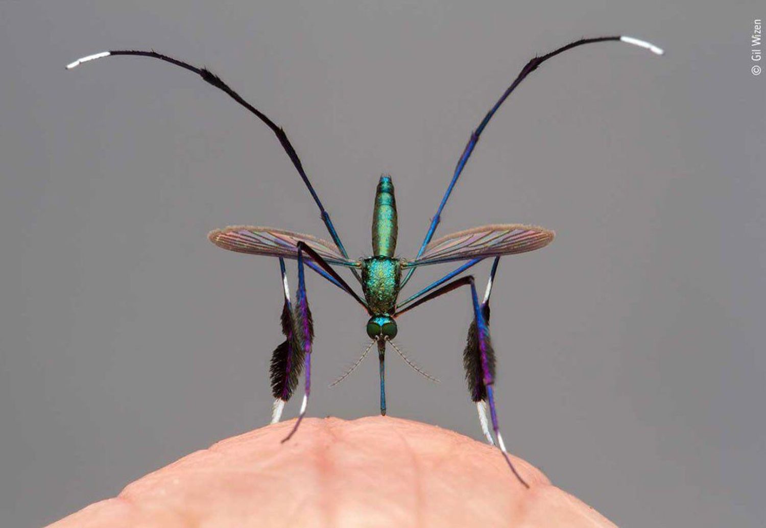 Los mosquitos pican más a unas personas que a otras