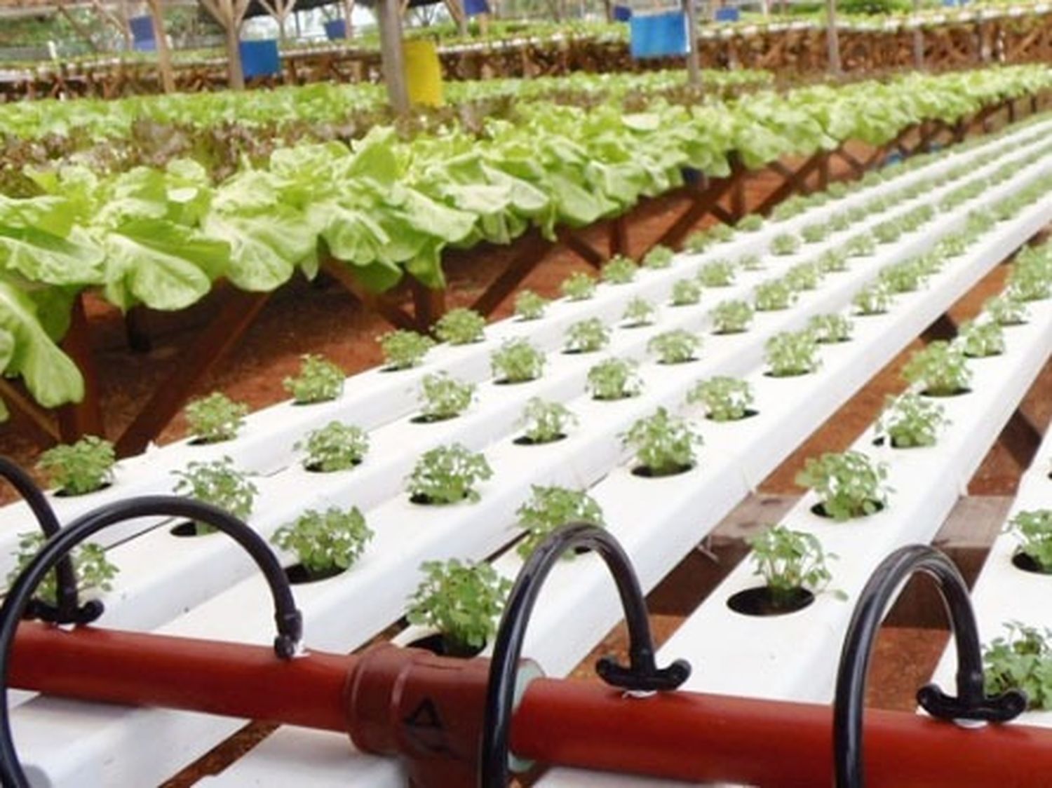Dieron a conocer la fecha de la 9° Jornada Hortícola Regional