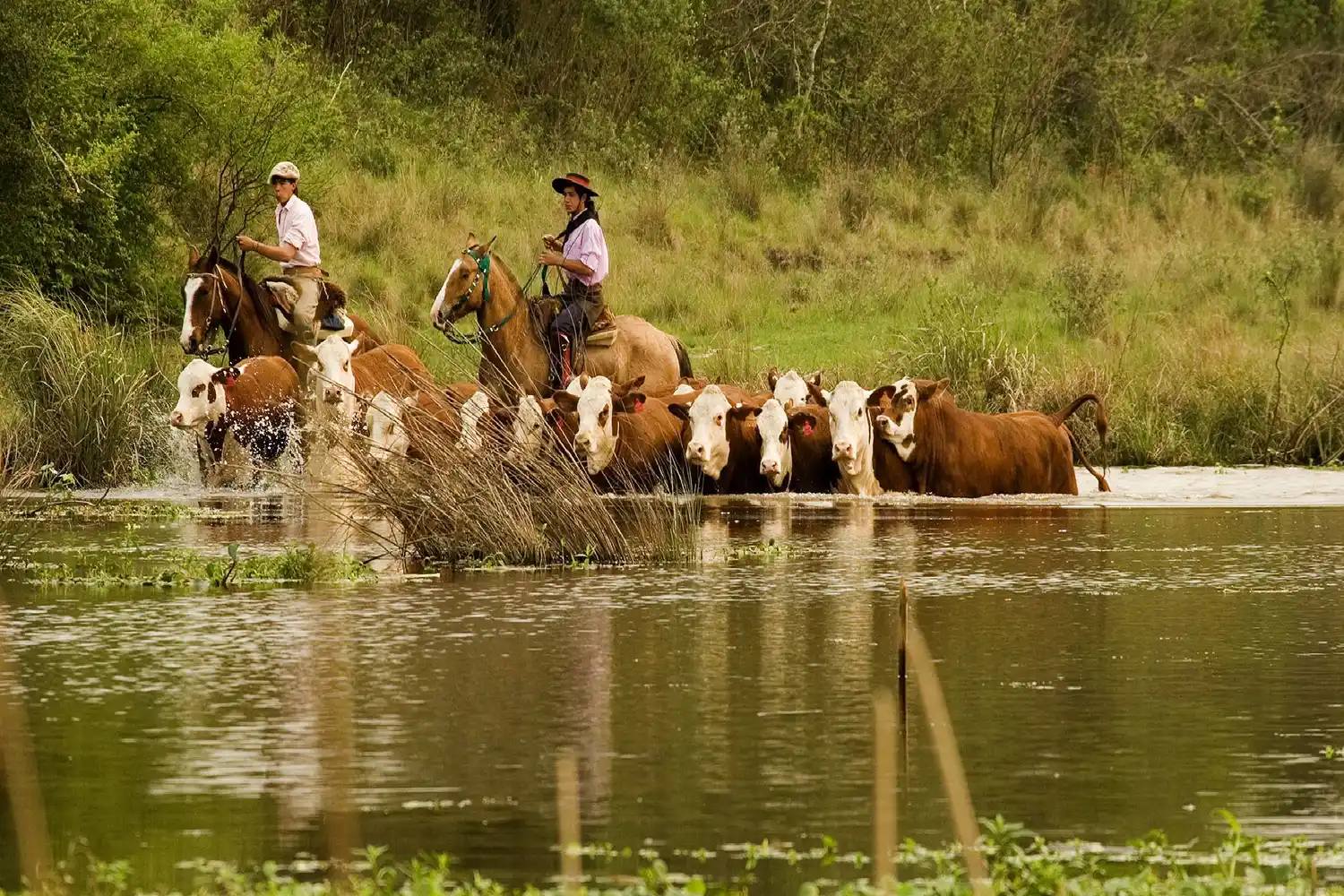 medidas de evacuación de la hacienda frente a la crecida del Río Paraná