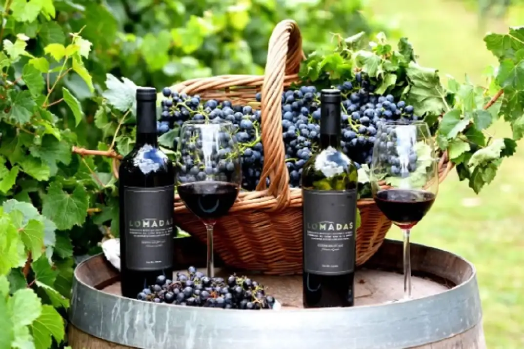 Malbec del viñedo de Valle María