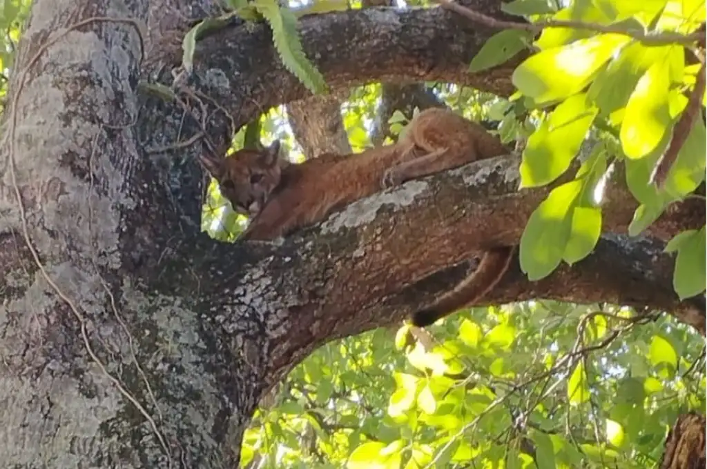 puma en cayasta 1