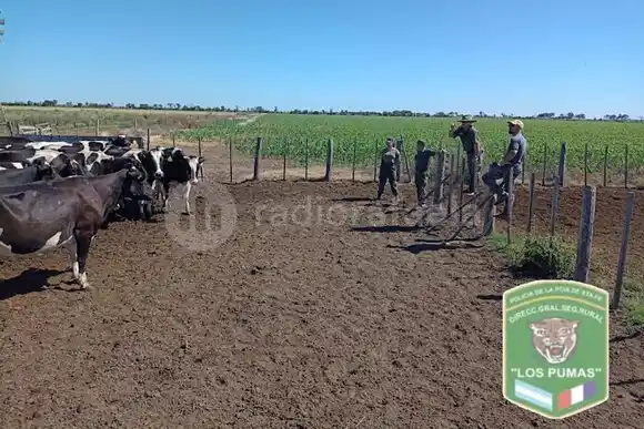 "Los Pumas" recuperaron varios vacunos robados valuados en $10.000.000