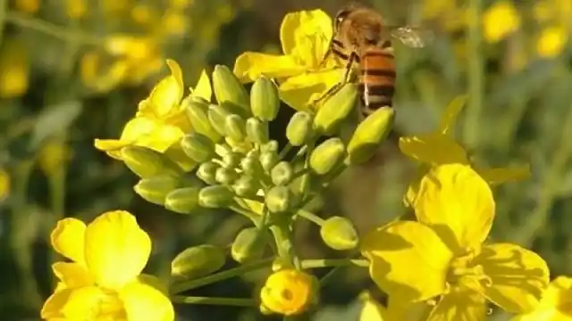 Actualidad y panorama de la colza en Argentina, Sudamérica y el mundo