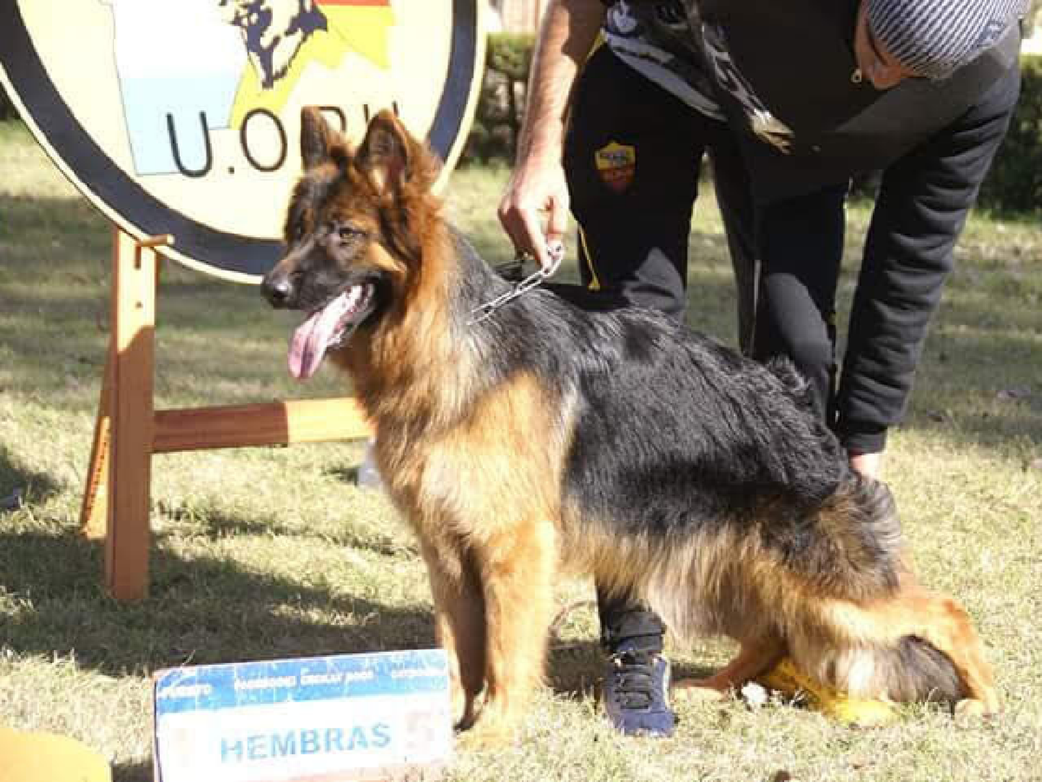 Comienza la fecha del argentino de Ovejero Alemán