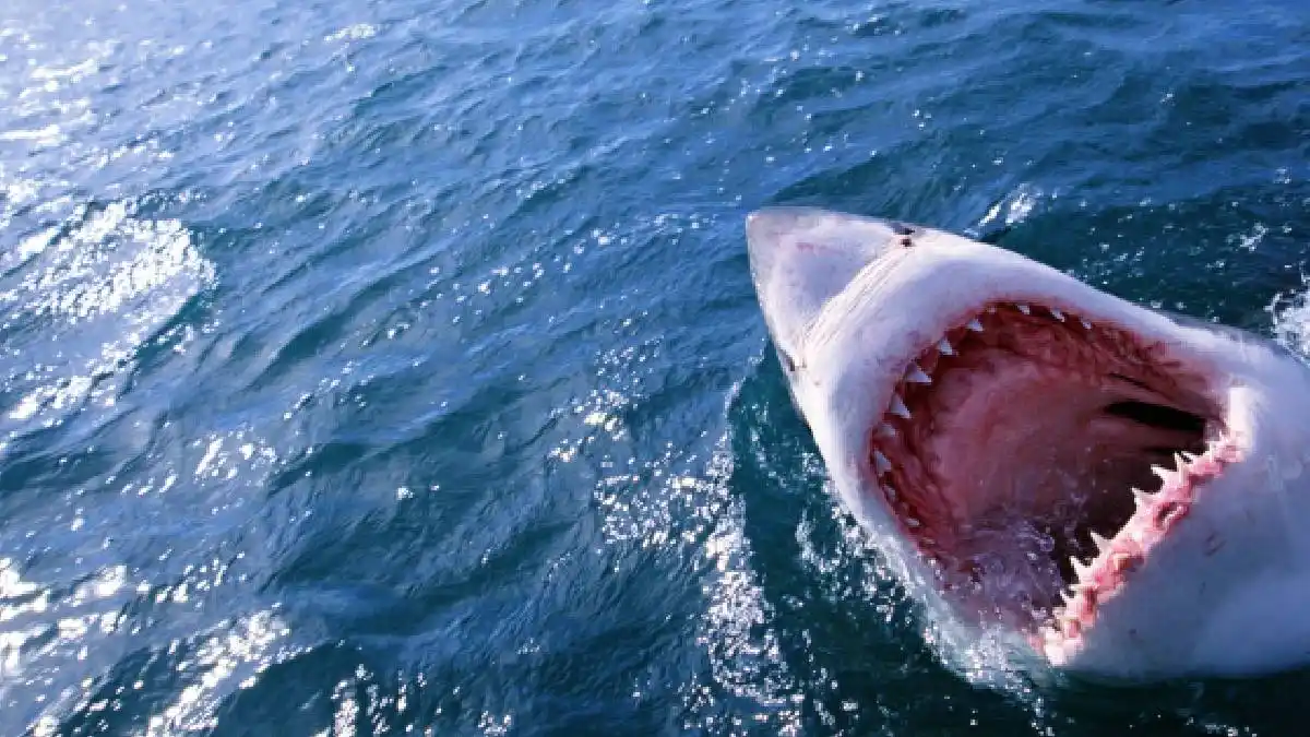 Tiburón tigre ataca en plena filmación de Netflix