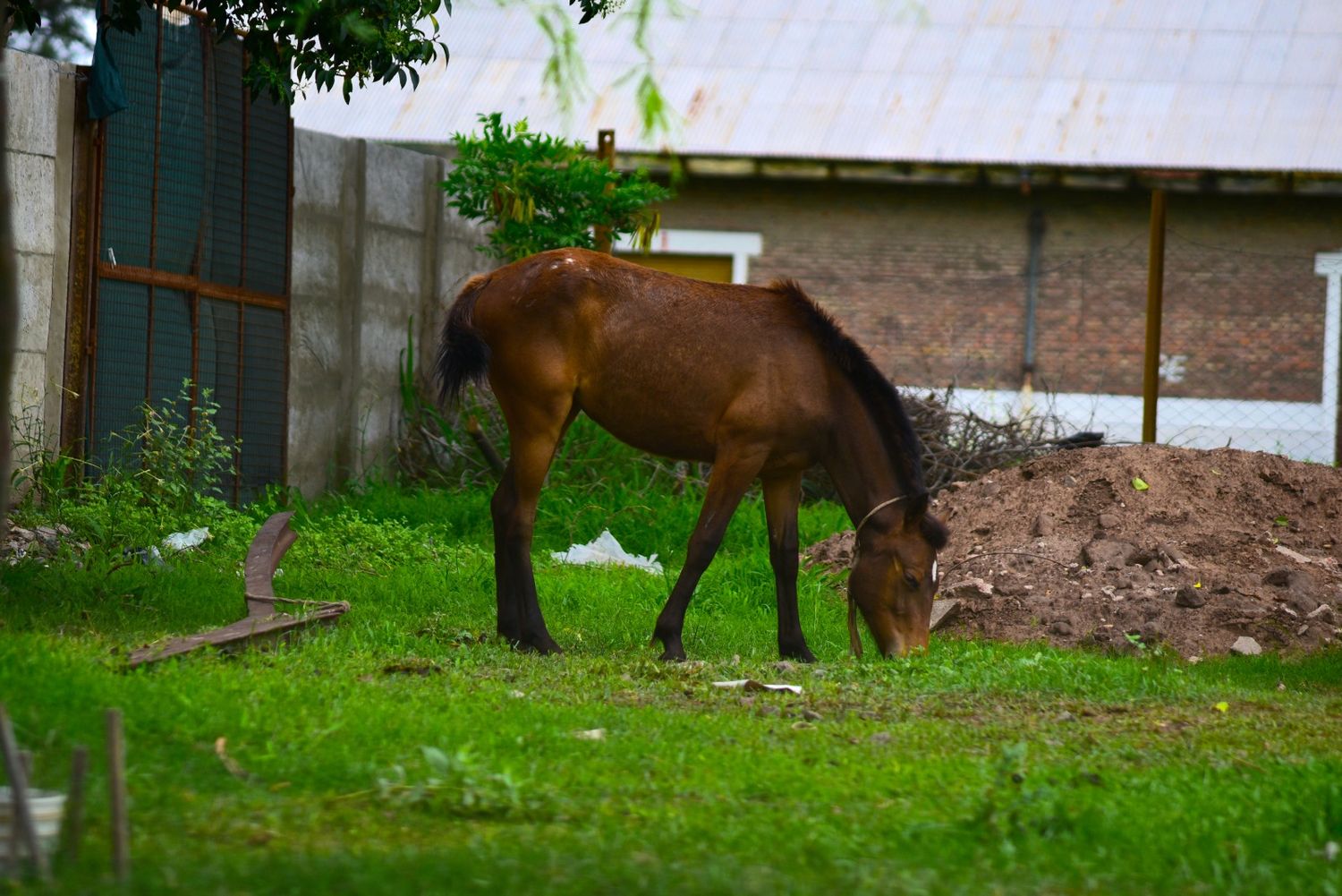 Encefalomielitis equina: en una semana inscribieron para vacunar 170 caballos