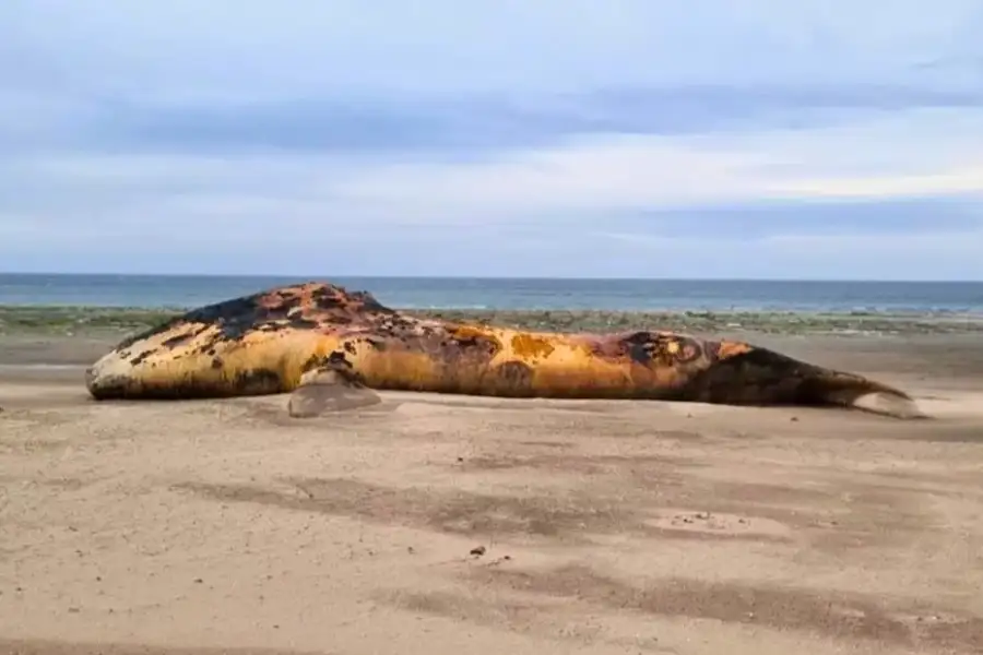Los expertos advierten que el proceso de descomposición de los cetáceos muertos “produce gases que pueden hacer que los cuerpos exploten”. Foto: Gentileza El Chubut.