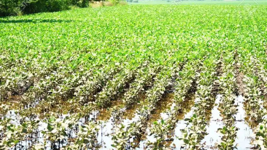 Campo: Por las lluvias, Coninagro estima pérdidas de 2.200 millones de dólares