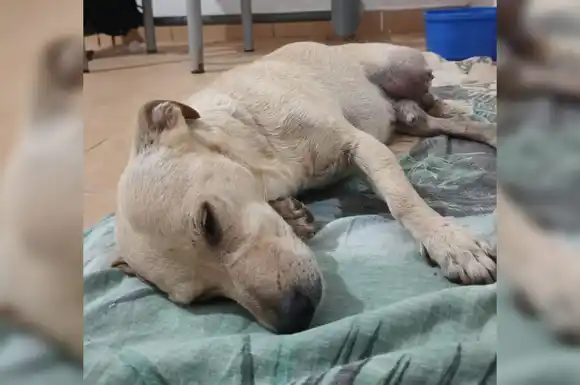 Un pitbull atacó a un perro pequeño y le arrancó una pata