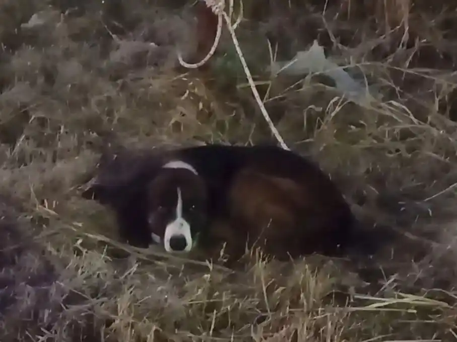 Imágenes del perrito rescatado