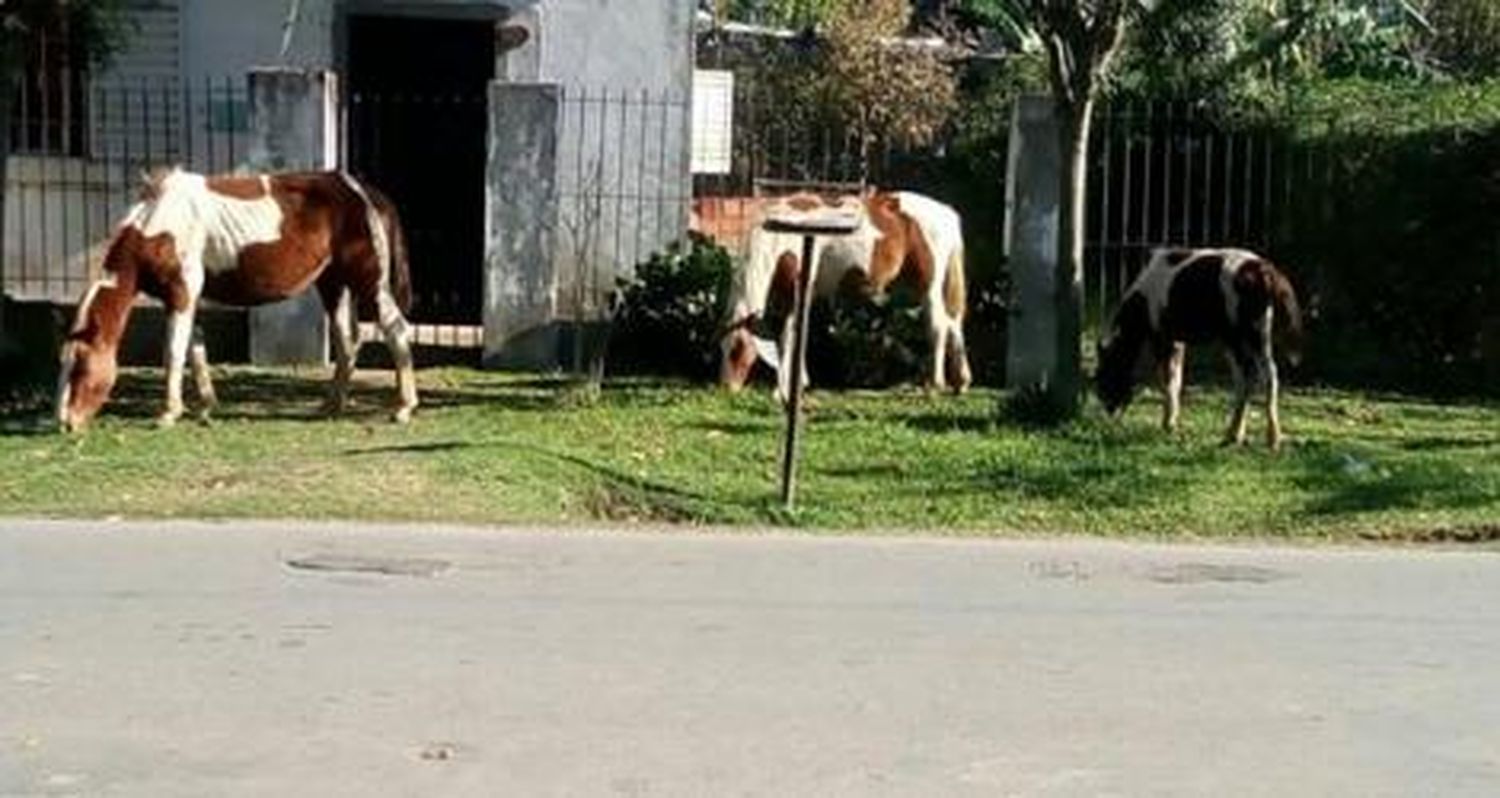 Caballos sueltos