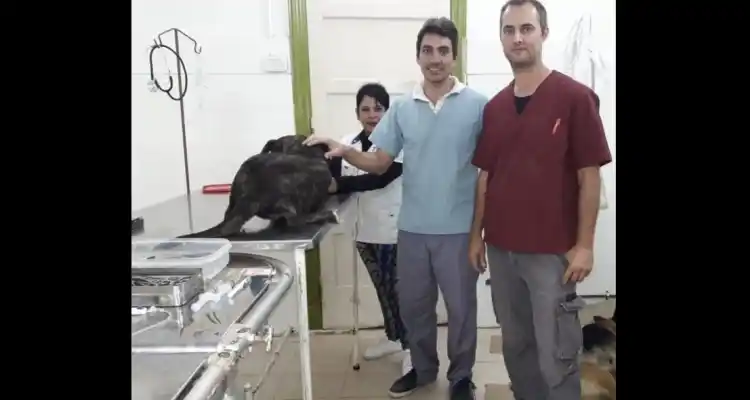 Oficina Animal: Comenzaron las castraciones gratuitas para perros y gatos