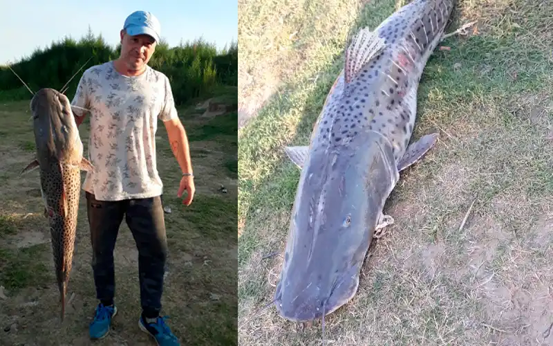 Guillermo Piatti pescó un surubí de 15 kg en el puerto