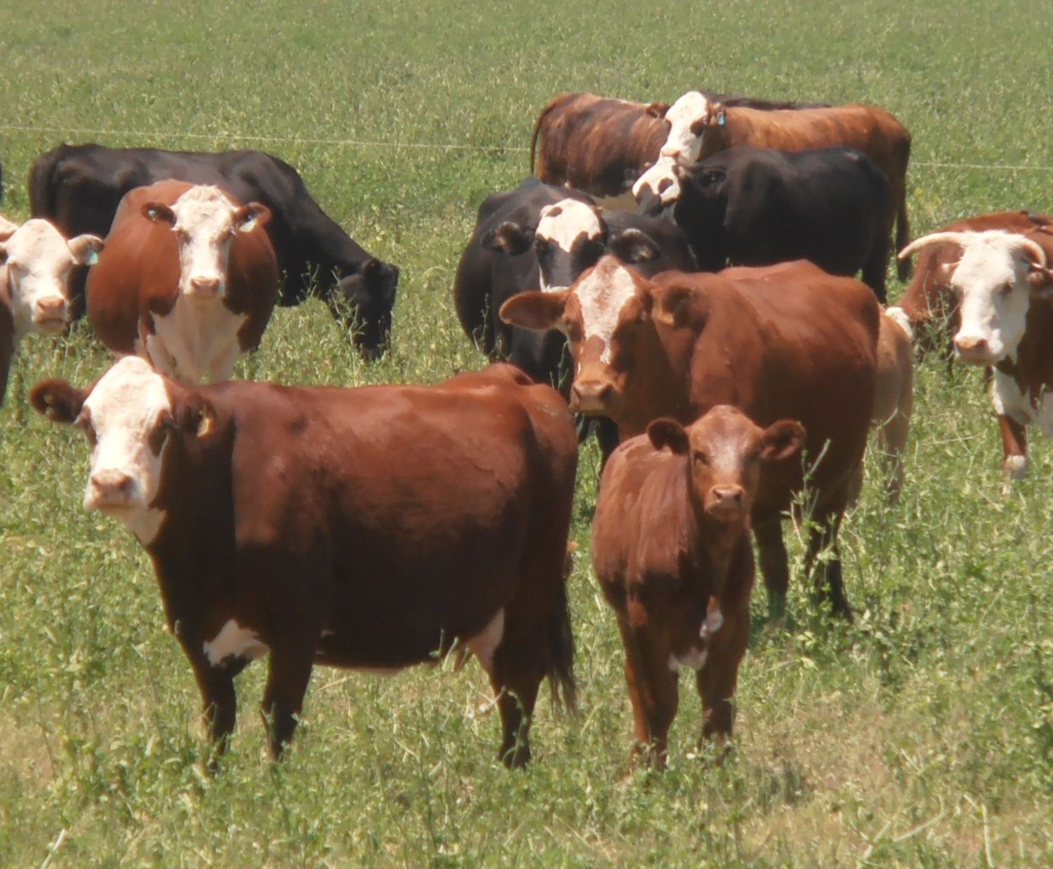 Senasa fijó las condiciones para exportar carne vacuna a China