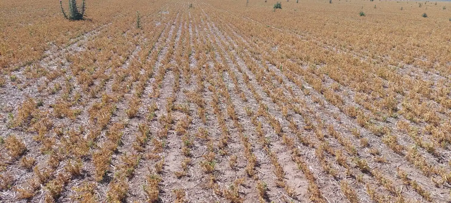 La Sociedad Rural pidió suspensión de tasa de Red Vial y Guías ante la sequía