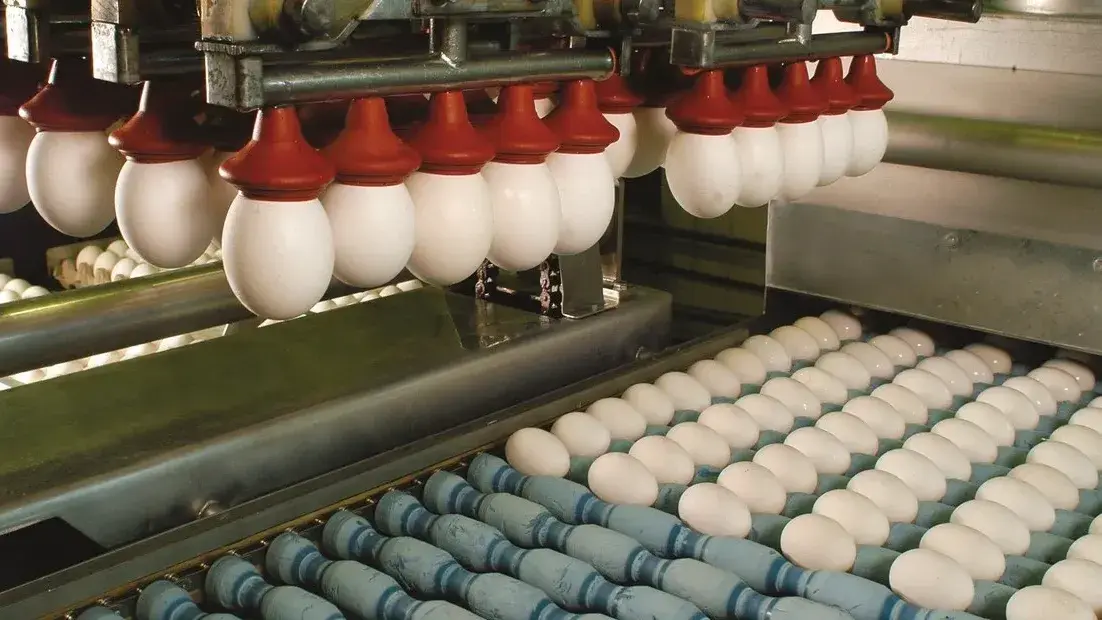 La industria avícola proyecta llegar a un consumo per cápita de 430 huevos en Argentina en 2026
