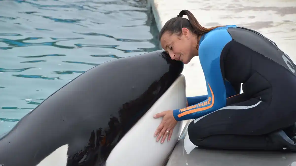 Murió Kshamenk, la orca rescatada de un varamiento en San Clemente