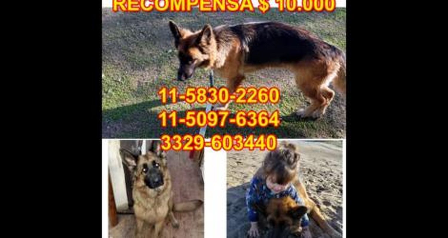 Buscan a Gitana: Recompensa de $ 10.000