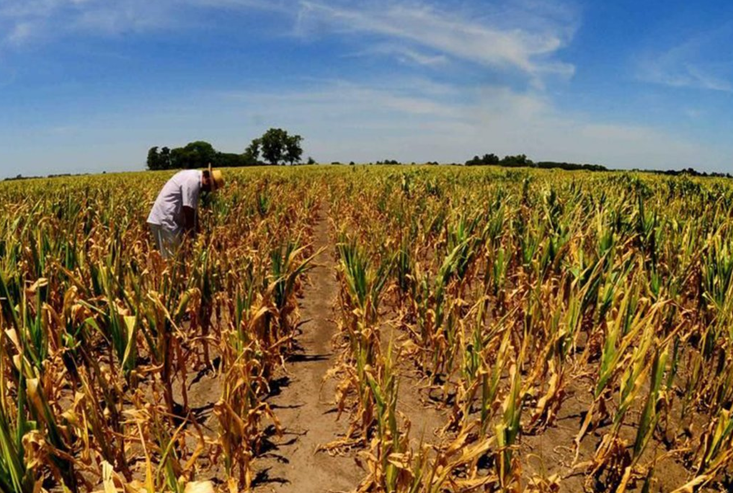 El campo retiene granos pero golpea más la sequía