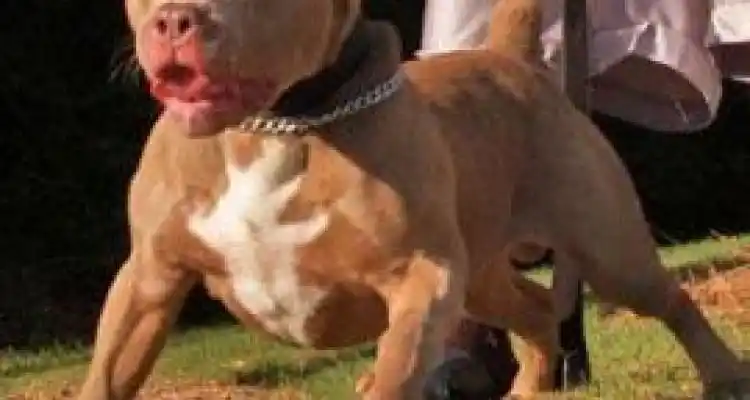 Subcomisario salva a un vecino que era atacado por su perro