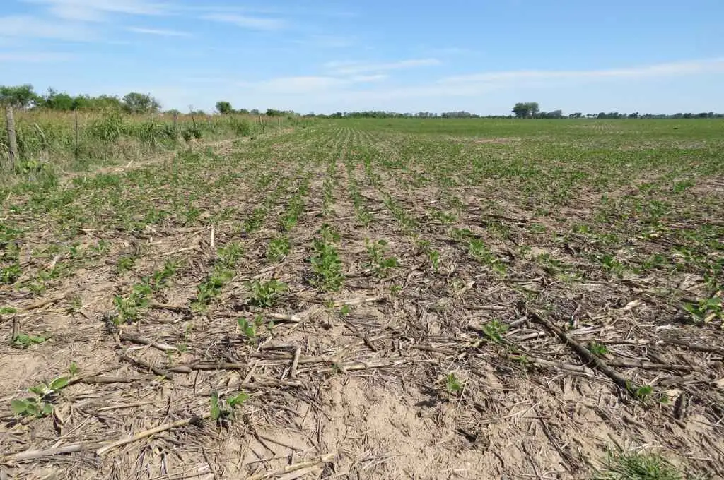 El área sembrada de soja caería a unos 16,5 millones de hectáreas