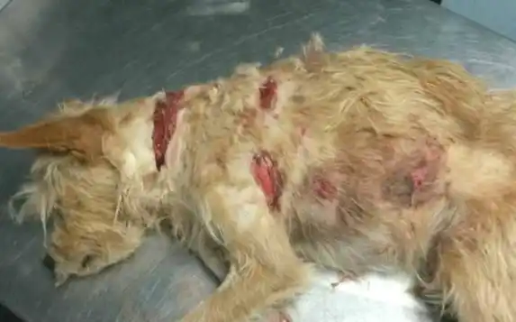 Maltrato animal: casi mata a un perro a machetazos 