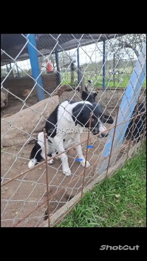 perrera pueblo belgrano - 1