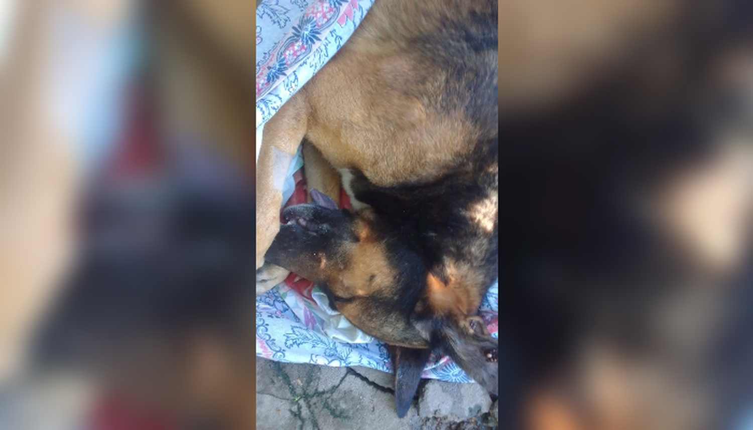 Atropellaron a un perro y se dieron a la fuga