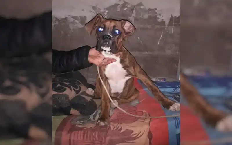 Encontraron perro en barrio Scaduto