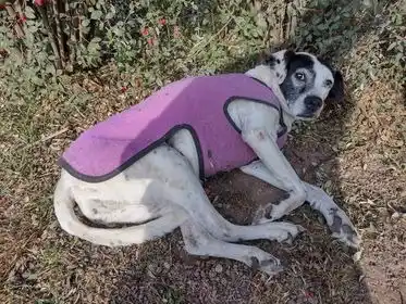 Buscan a Lola