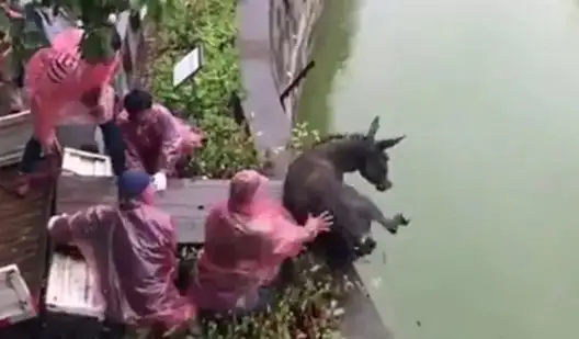 ¡Tremendo!: tiran un burro vivo para alimentar a tigres hambrientos