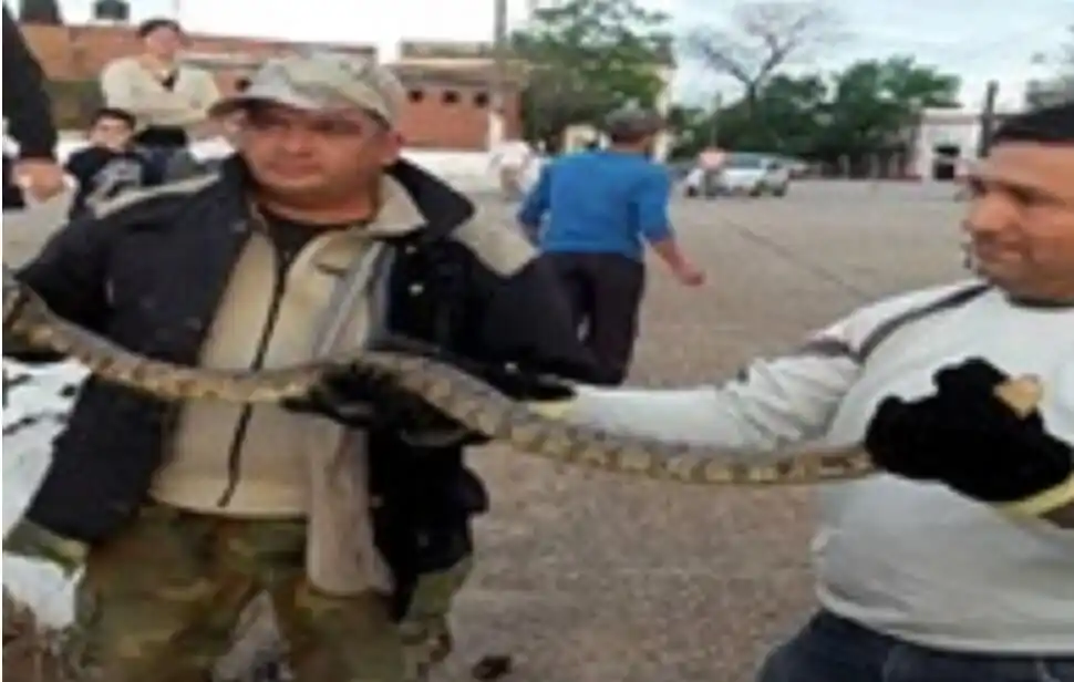 Apareció una anaconda amarilla en el puerto de una ciudad entrerriana