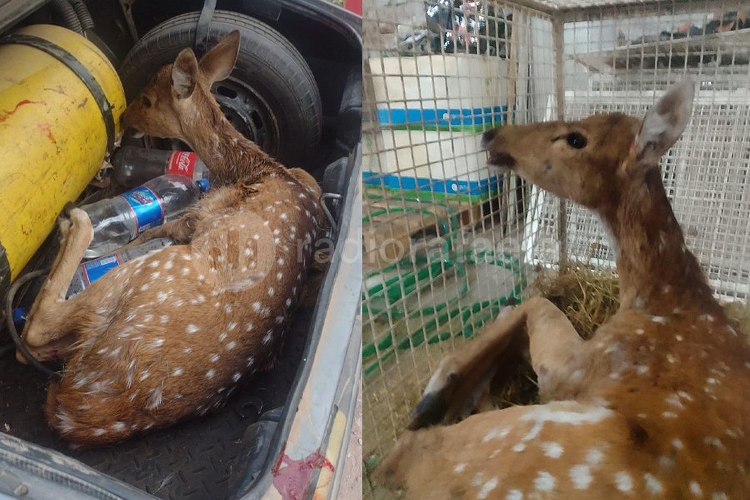 Triste noticia: el ciervo rescatado en Rafaela murió por las graves heridas tras el ataque de los perros