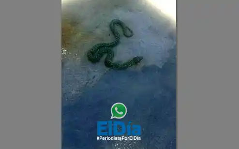 VIDEO: Vecinos denuncian falta de mantenimiento y aparición de víboras  